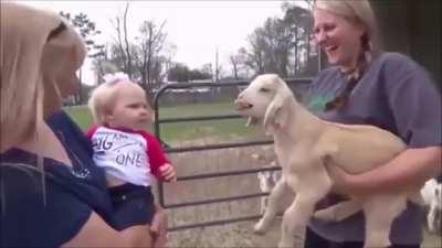 She thinks she is talking to the goat!. (Better with sound on)