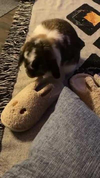 Iz this frend? Frend need clean?