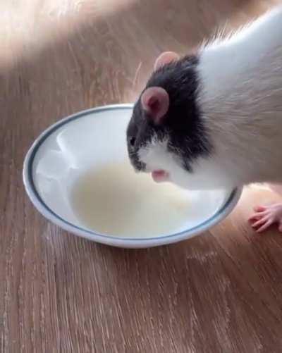 Tobi discovered a new way to drink milk