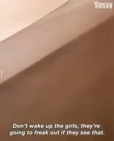 Slippers, what have done!