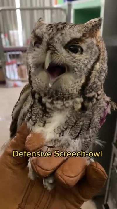 Help, I've angered my familiar! How ever will I calm him down?? He won't help me cast spells and the great dark one is at my door!