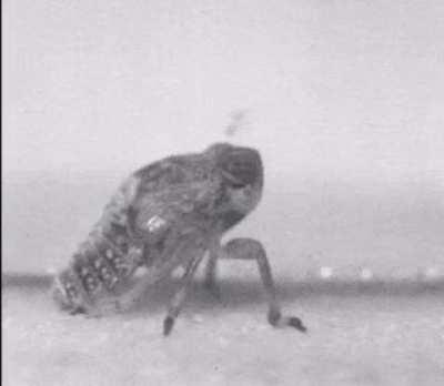 First discovered mechanical gear in a living creature