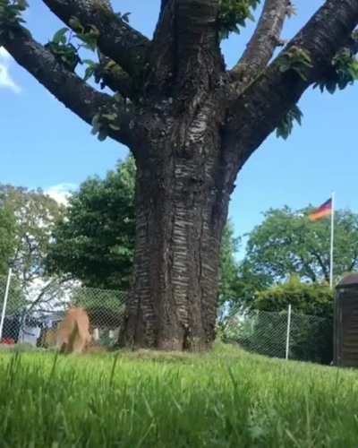 Squirrel has some serious spidey-sense to keep outta the cats reach.