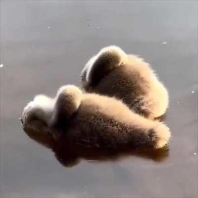 I totally thought it was baby otters for a whooooole long while there