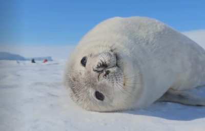 Translation: go wunk yourself