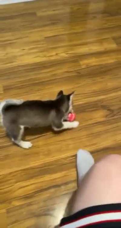husky puppy with his toys