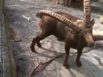 Just a little butt scratch