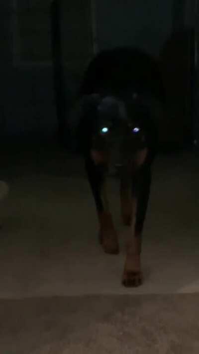 Scary dog in the town just arrived...