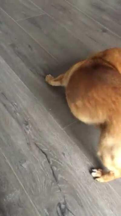 Me dog trying to get a carrot