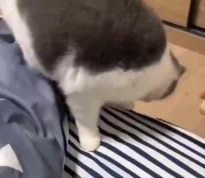 Mother cat trusts her human so much, she leaves the babies with him for safekeeping while she goes foraging.