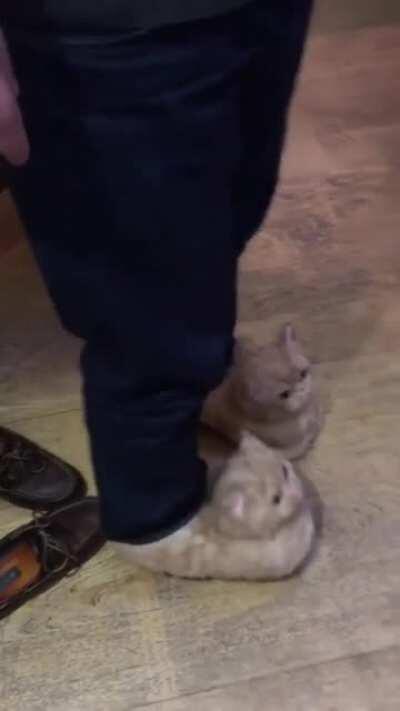 Cat doesn't like new slippers.