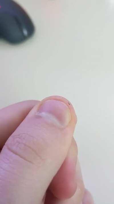 Felt a tickle on my arm and found this little fella. Smallest caterpillar I've ever seen.