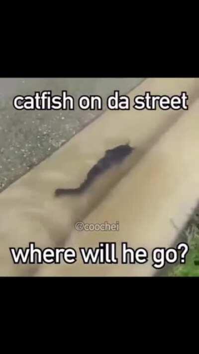 U rockin wid da catfish⁉️⁉️