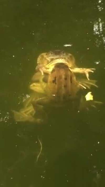 Is this what they call: “Froggy style”?