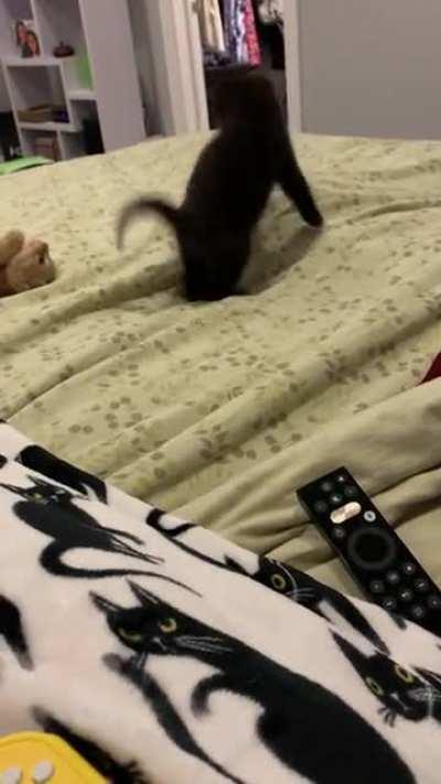 Pepper is spooked by feet under the sheet