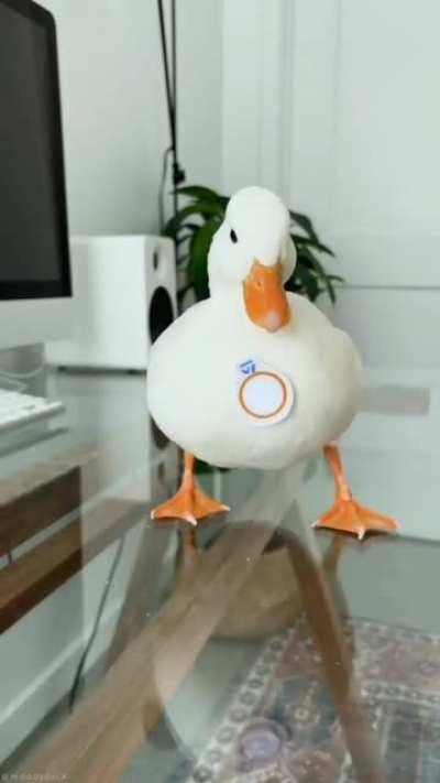 A serious thinking duck 👉🏻👈🏻💍