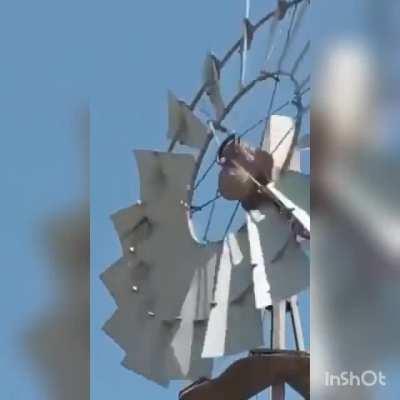 (Audio on)El hornero entrando al nido: