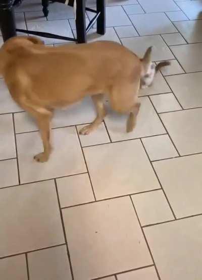 I'm gonna get ya' big boy