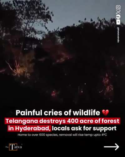Painful cries of wildlife