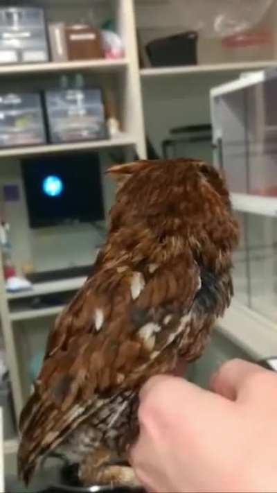 This tiny cute hoots!