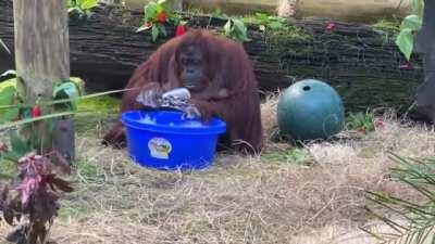 Orangutan cleans her own enclosure after watching her caretakers do the same thing