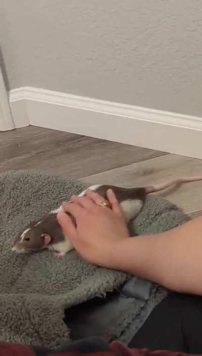 Ever seen a rat wag its tail?