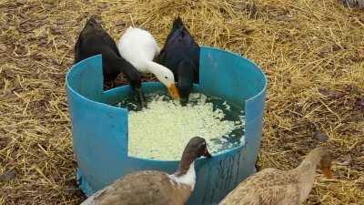 The quack pack enjoying some fresh cabbage soup served ice cold
