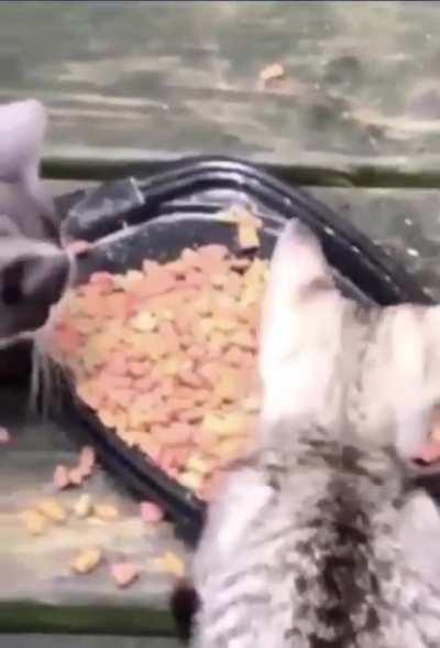 Hungry raccoon hands