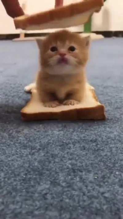 kITeN gEtS HOrRIblY cRuSHED