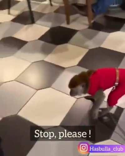 chef hasbulla vs monkey fight.