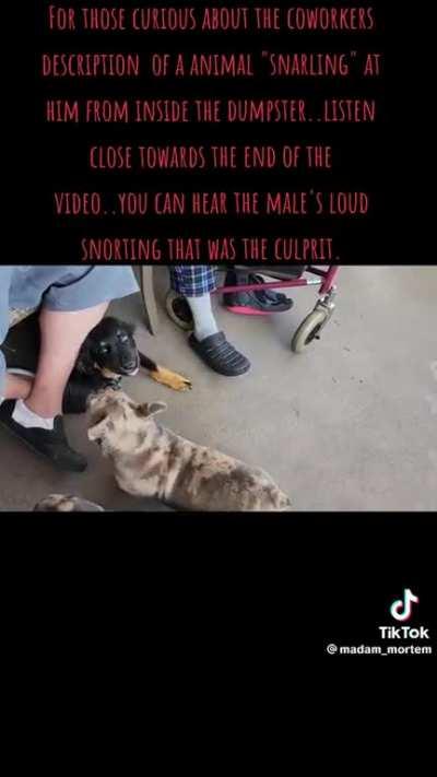 Found Frenchies- NorCal