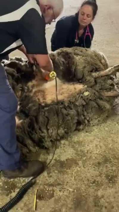 Sheep finally gets sheared after being loose for years