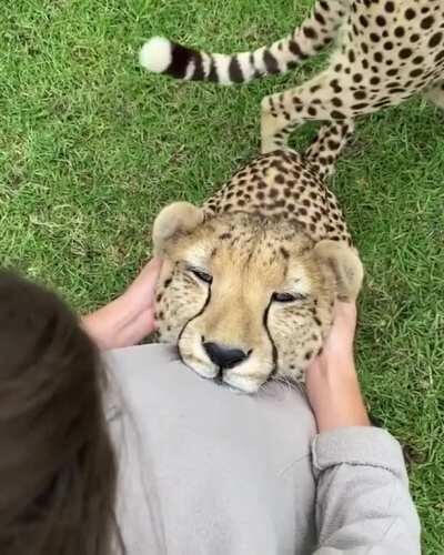 Duke gets his ear massage