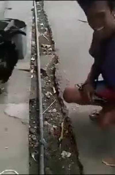 Pa up votee pooo🐓