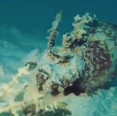 🔥 Devil Scorpionfish