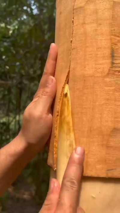 How the tree is peeled for cinamon
