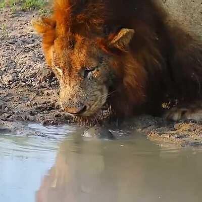 Turtle tells lion politely to back off