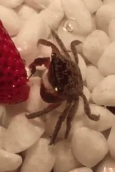 🔥 A tiny crab eating a strawberry
