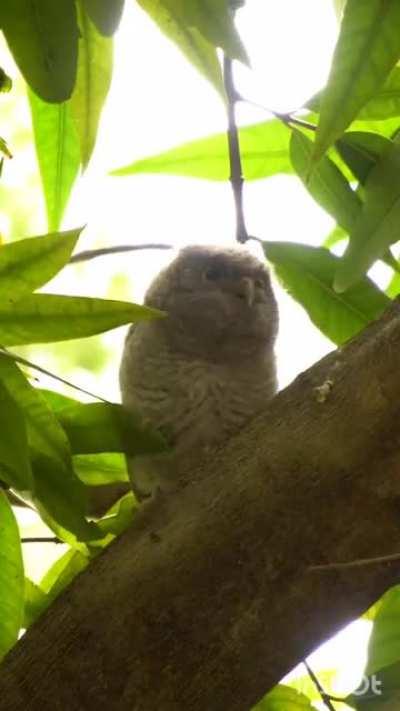 Turns out the baby Owl in my yard is a dancer! I'm losing it 🤣🤣🤣
