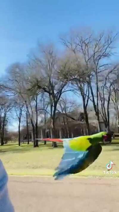 What a happy bird and a great owner, this made me smile