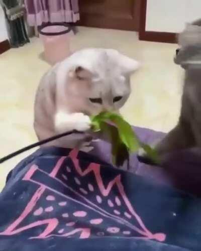 Did you just hit me??