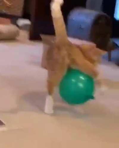 Cat on a space hopper