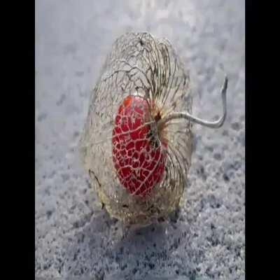 fuck the new world, believe the voices