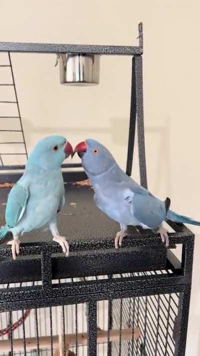 Rio gets reunited with his bestfriend Zeus 💙🐦