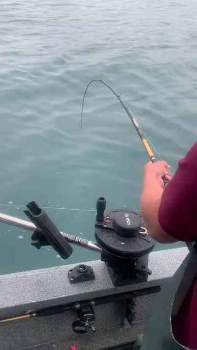 só um dia normal pescando salmão...