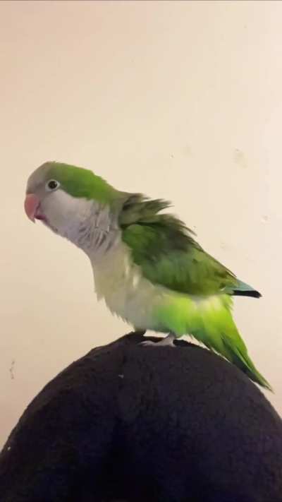 Ever heard a Quaker Squark in slo motion? Meet Jubba. 