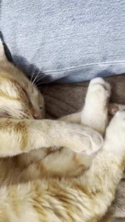 I wanted to record his snoring but he started shaking in his sleep?