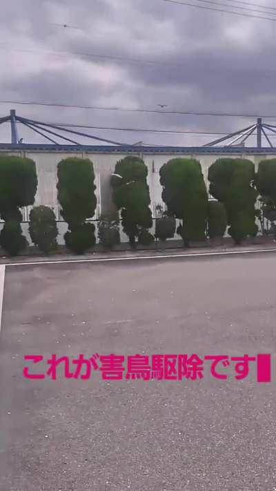 Years long ongoing feud between Japanese community and crows results in enlisting professional pest control hawks to safeguard against damage to electrical infrastructure