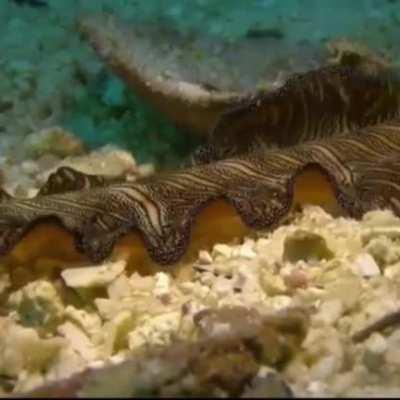 FLAT WORM FRIDAY IS BACK BABY!!!!!!