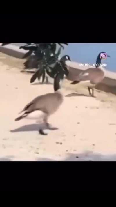 peak 21st century humour part 11